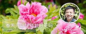 春天可以扦插牡丹花吗