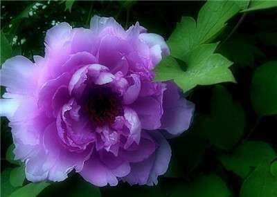 牡丹花的花语 牡丹花的花语