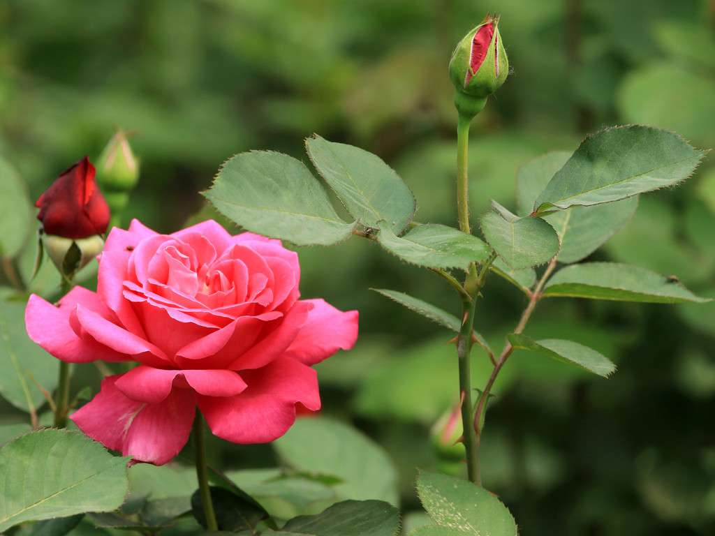 月季花 月季花
