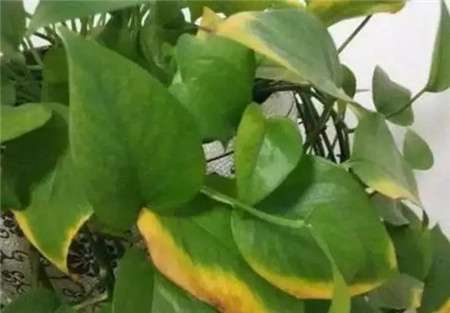 浇水不当 浇水不当