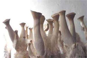 杏鲍菇的种植技术