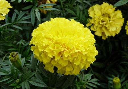 8.万寿菊 8.万寿菊