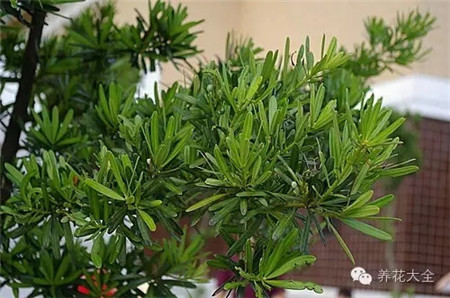罗汉松 罗汉松