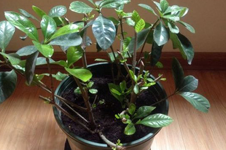 栀子花 栀子花
