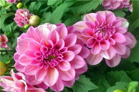 大丽花 大丽花