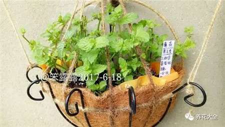 薄荷1 薄荷1