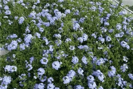 蓝雪花 蓝雪花