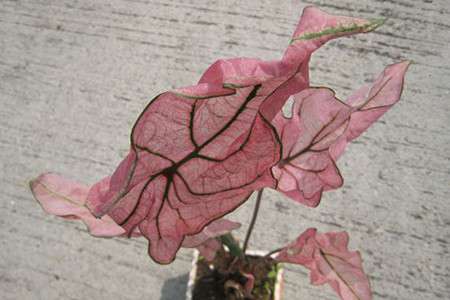 花叶芋 花叶芋