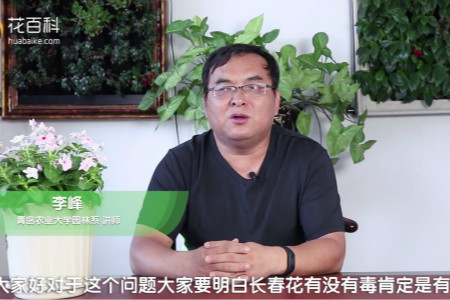 长春花 长春花