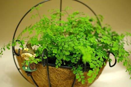铁线蕨 铁线蕨