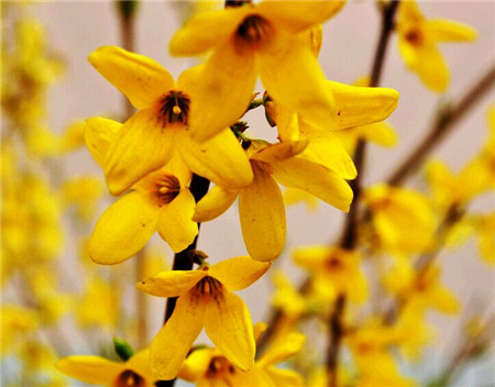 迎春花 迎春花