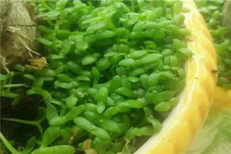 铺面草 铺面草