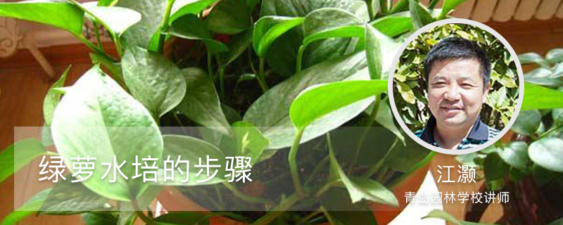 绿萝水培的步骤 绿萝水培的步骤