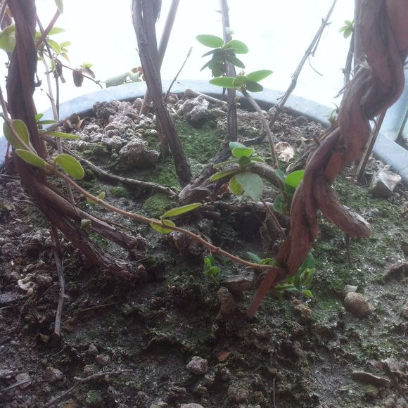 给金银花换盆 给金银花换盆