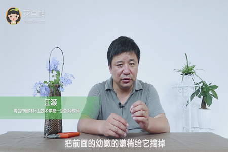 摘掉嫩梢 摘掉嫩梢