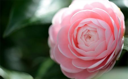 1530347948906034.png 山茶花的种植方法,图解如何给孕蕾期间的山茶花换盆