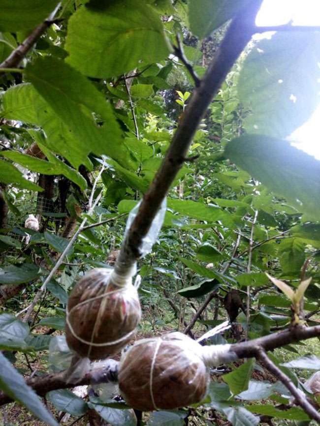 车厘子什么时候种植? 车厘子什么时候种植?
