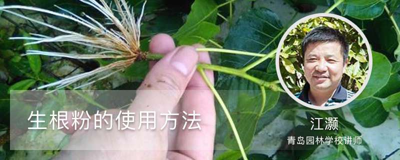 生根粉的使用方法 生根粉的使用方法