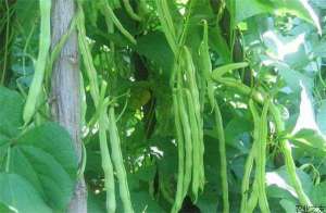 秋植四季豆须防锈病