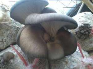 平菇畸形的预防及治疗