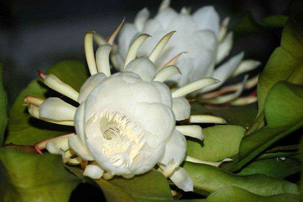 昙花怎么养可以多开花 昙花怎么养可以多开花