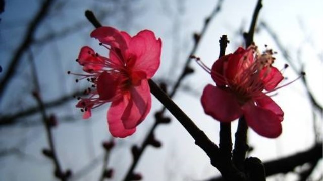 朱砂梅怎么养 朱砂梅怎么养