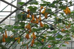日本南瓜种植技术