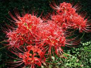 彼岸花的花语是什么？