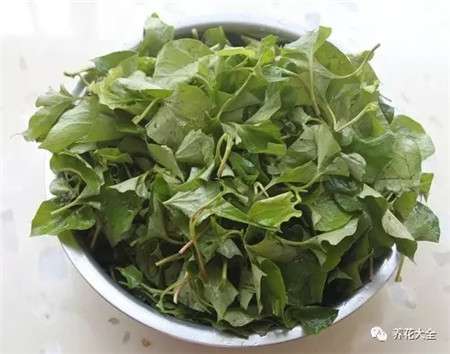 鱼腥草2 鱼腥草2