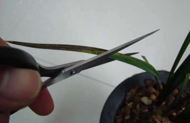 兰花叶枯病用什么药？