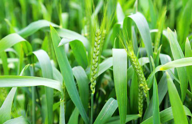 小麦种子价格及种植方法