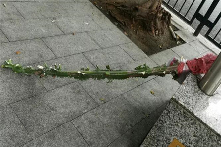 龙骨花 龙骨花