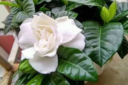 栀子花 栀子花