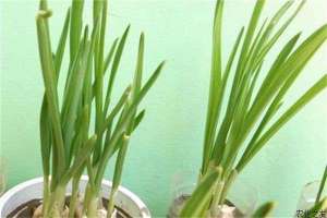 冬季温室蒜苗种植技术