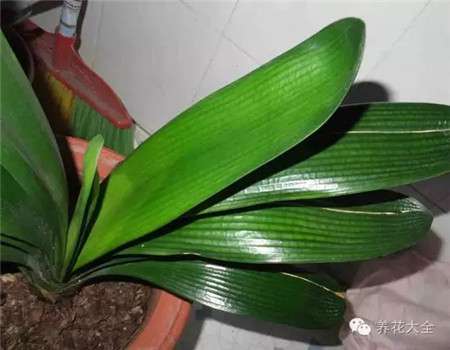 植物烂根 植物烂根