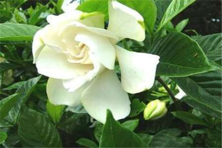 栀子花 栀子花