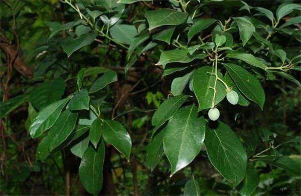 牛油果种植蒂腐病的防治
