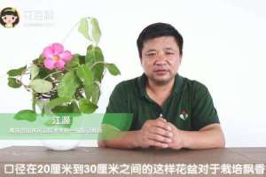 飘香藤用多大盆栽合适