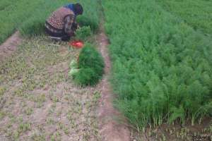 茴香菌核病的无公害防治技术