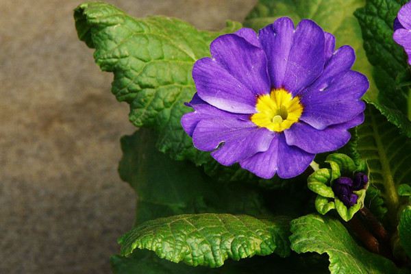 报春花多开花的方法 报春花多开花的方法