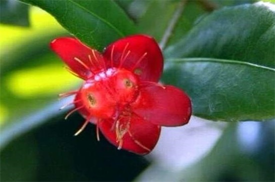 世界上最妖孽花的花语,嘴唇花形如红唇花语亲吻我