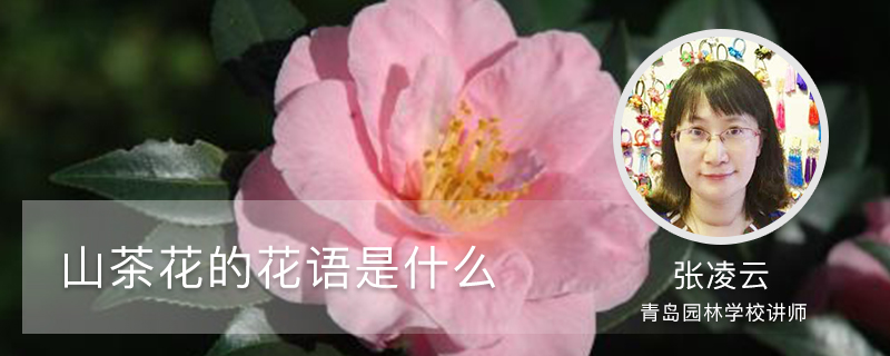 山茶花的花语是什么 山茶花的花语是什么