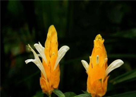 金苞花 金苞花