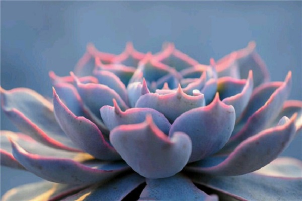 蓝石莲长侧芽了怎么办,这样一弄轻松搞定! 蓝石莲长侧芽了怎么办,这样一弄轻松搞定!