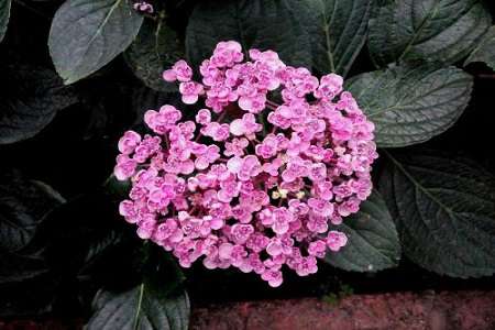 绣球花 绣球花
