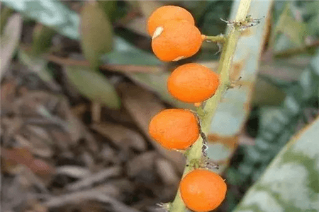结果的虎皮兰 结果的虎皮兰