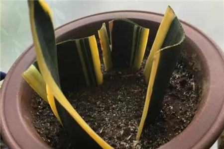 虎皮兰叶片 虎皮兰叶片