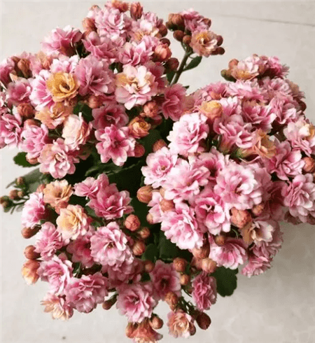 长寿花 长寿花