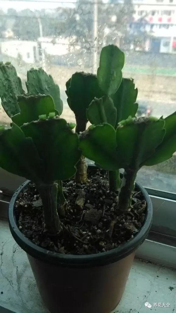 修剪后 修剪后