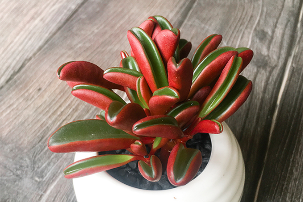 红背椒草